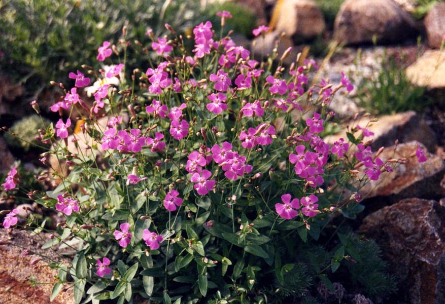 Petrocoptis glaucifolia en fleurs sur des falaises calcaires ombragées du nord de l'Espagne